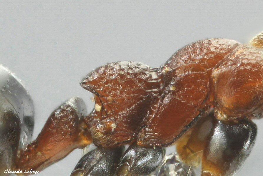 fourmi Dolichoredus quadripunctatus