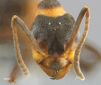 ouvriere Fourmi sous genre Coptoformica
        title=