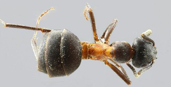 Formica uralensis