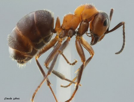 fourmi Formica lugubris