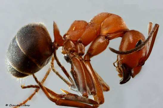 fourmi Formica dusmeti