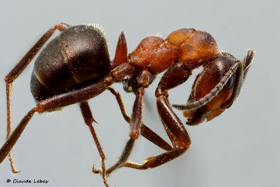 fourmi Formica paralugubris