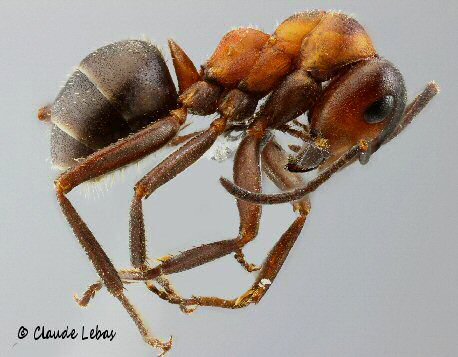 fourmi Formica pratensis