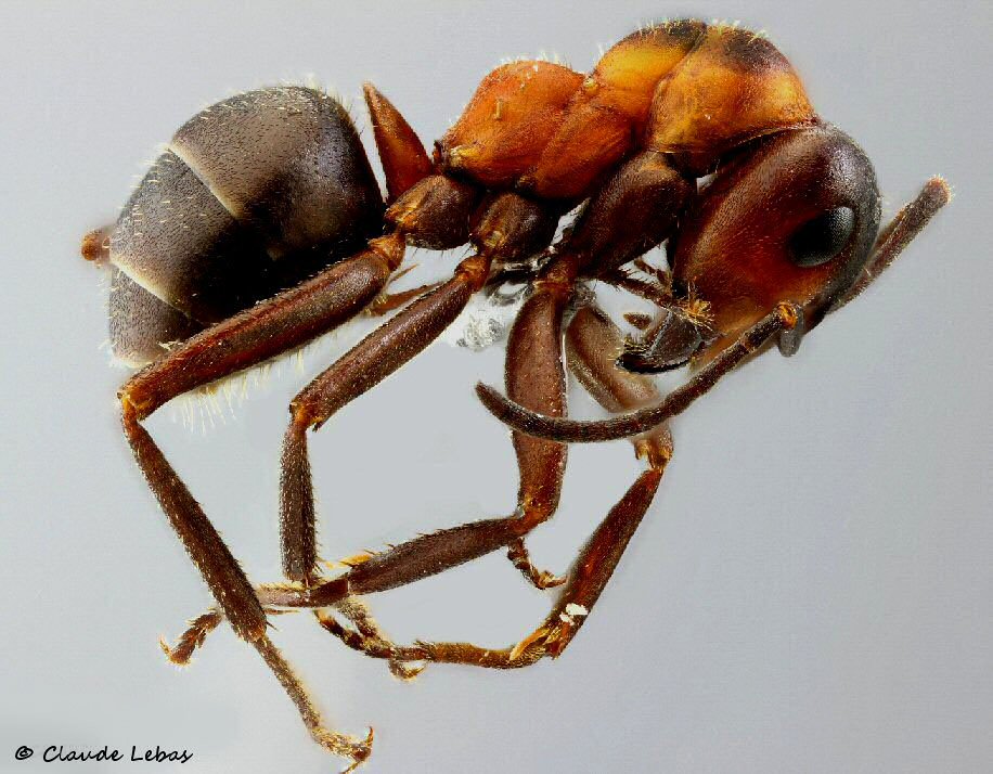 fourmi Formica pratensis