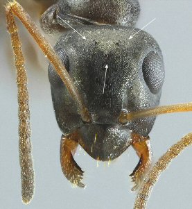 ouvriere Fourmi Formica