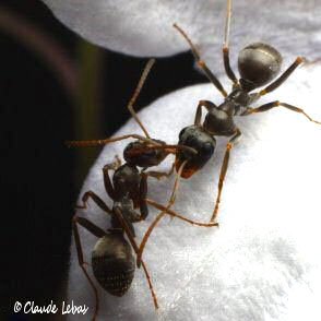 ouvriere Fourmi Formica