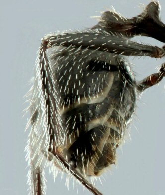 gastre de gyne Aphaenogaster senilis