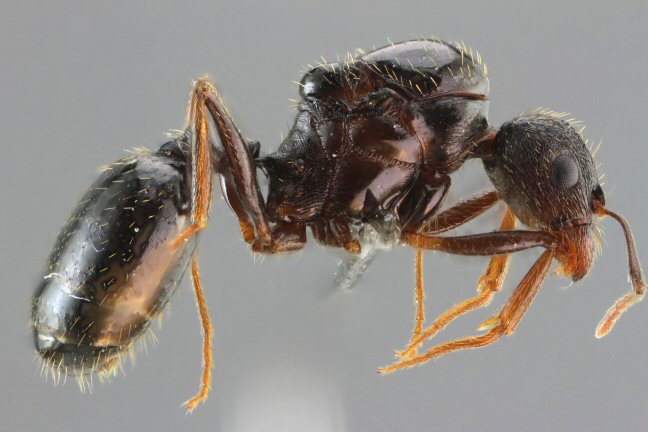 gyne Aphaenogaster gibbosa