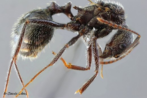 gyne Aphaenogaster senilis