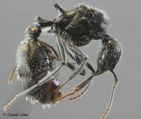 gyne Aphaenogaster spinosa