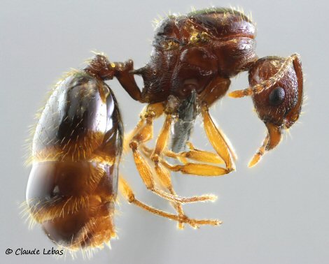 reine Aphaenogaster subterranea