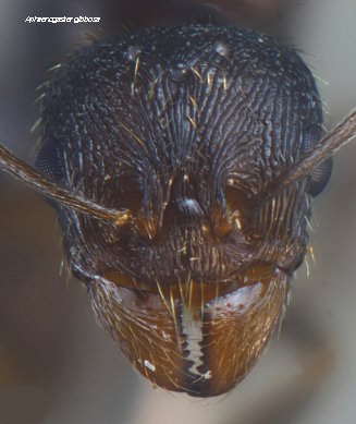 tête de gyne Aphaenogaster gibbosa