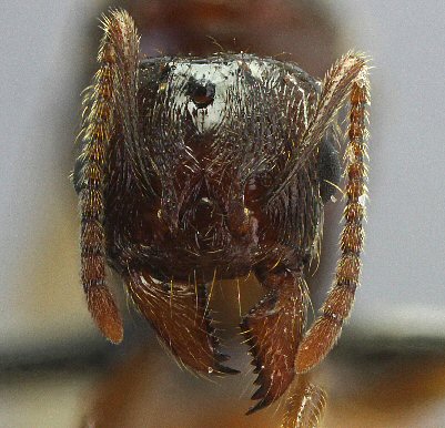 reine Aphaenogaster dulcineae