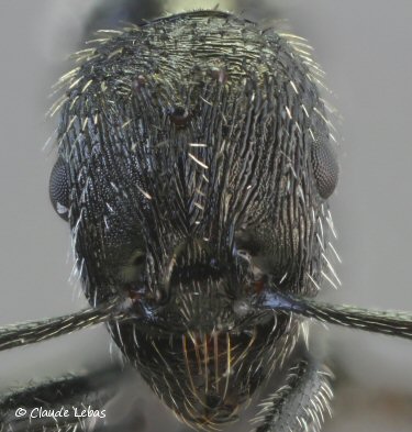  Aphaenogaster spinosa