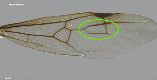  aile Messor barbarus