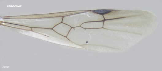  aile Messor bouvieri