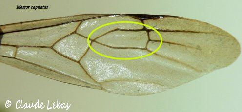 aile gyne Messor capitatus