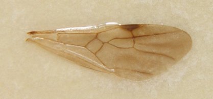 aile antérieure gyne Messor structor