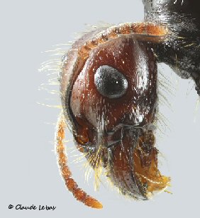 gula gyne Messor barbarusr