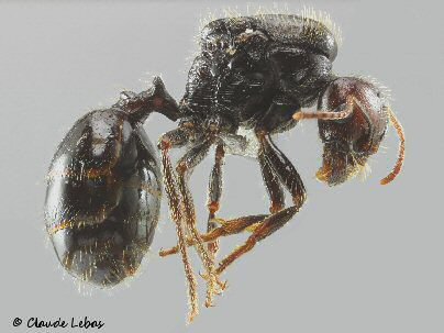 reine Messor barbarus