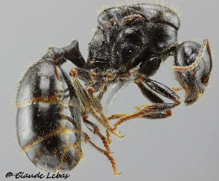 gyne Messor capitatus
