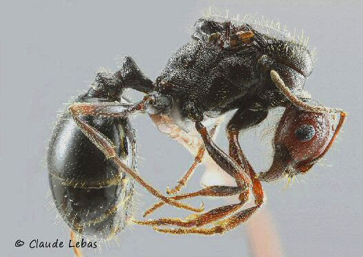 gyne Messor bouvieri