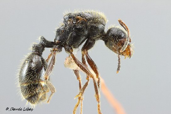 gyne Messor structor