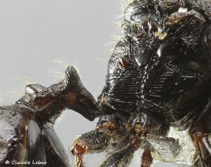 propodeum Messor barbarus