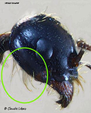 gula Messor bouvieri