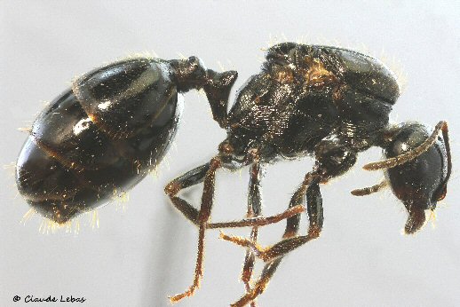 reine Messor wasmanni