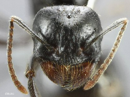  tete d'une gyne Messor bouvieri