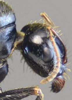 gula Messor bouvieri