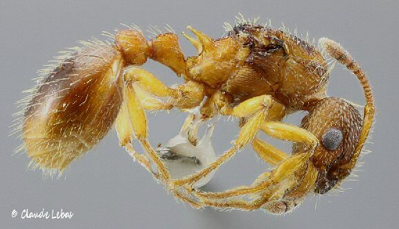gyne Myrmica specioides