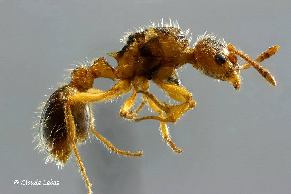 reine Myrmica parasite