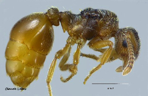 reine Myrmica parasite