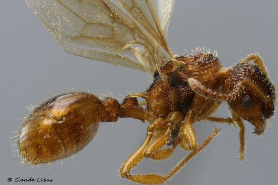 gyne Myrmica sabuleti