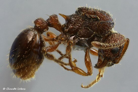 reine Myrmica spinosior