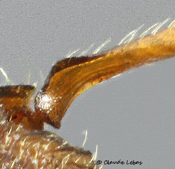 reine Messor barbarus