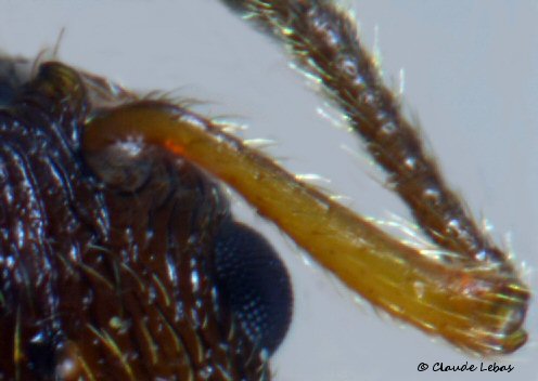 gyne Myrmica ruginodis