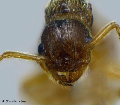 reine Myrmica parasite