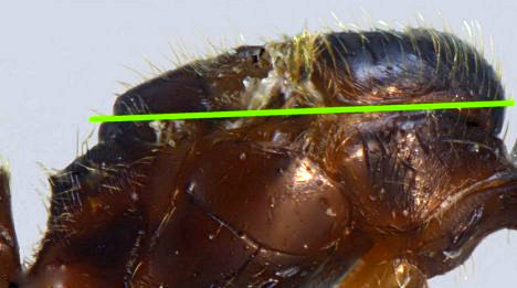 pheidole pallidula