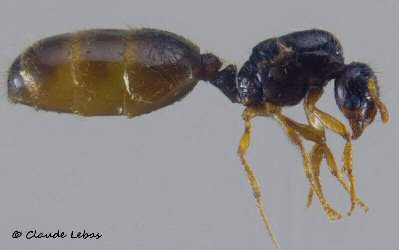 reine Solenopsis gallica