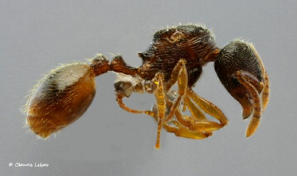 reine Stenamma striatulum