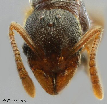 reine Stenamma striatulum