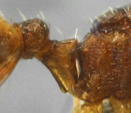 reine Temnothorax lichtensteini