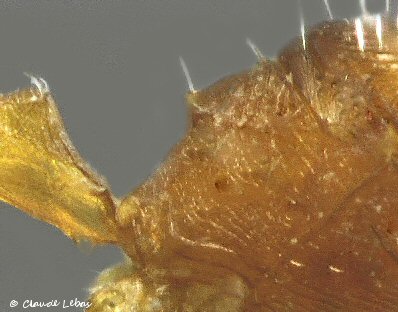 reine Temnothorax parvulus