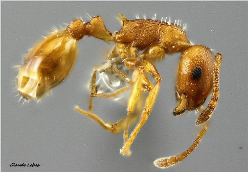 reine Temnothorax luteus