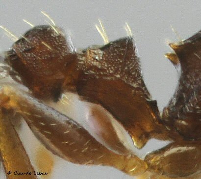 petiole reine Temnothorax angustulus