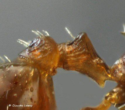 reine Temnothorax kraussei