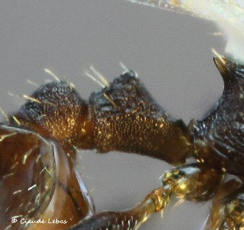 reine Temnothorax melas